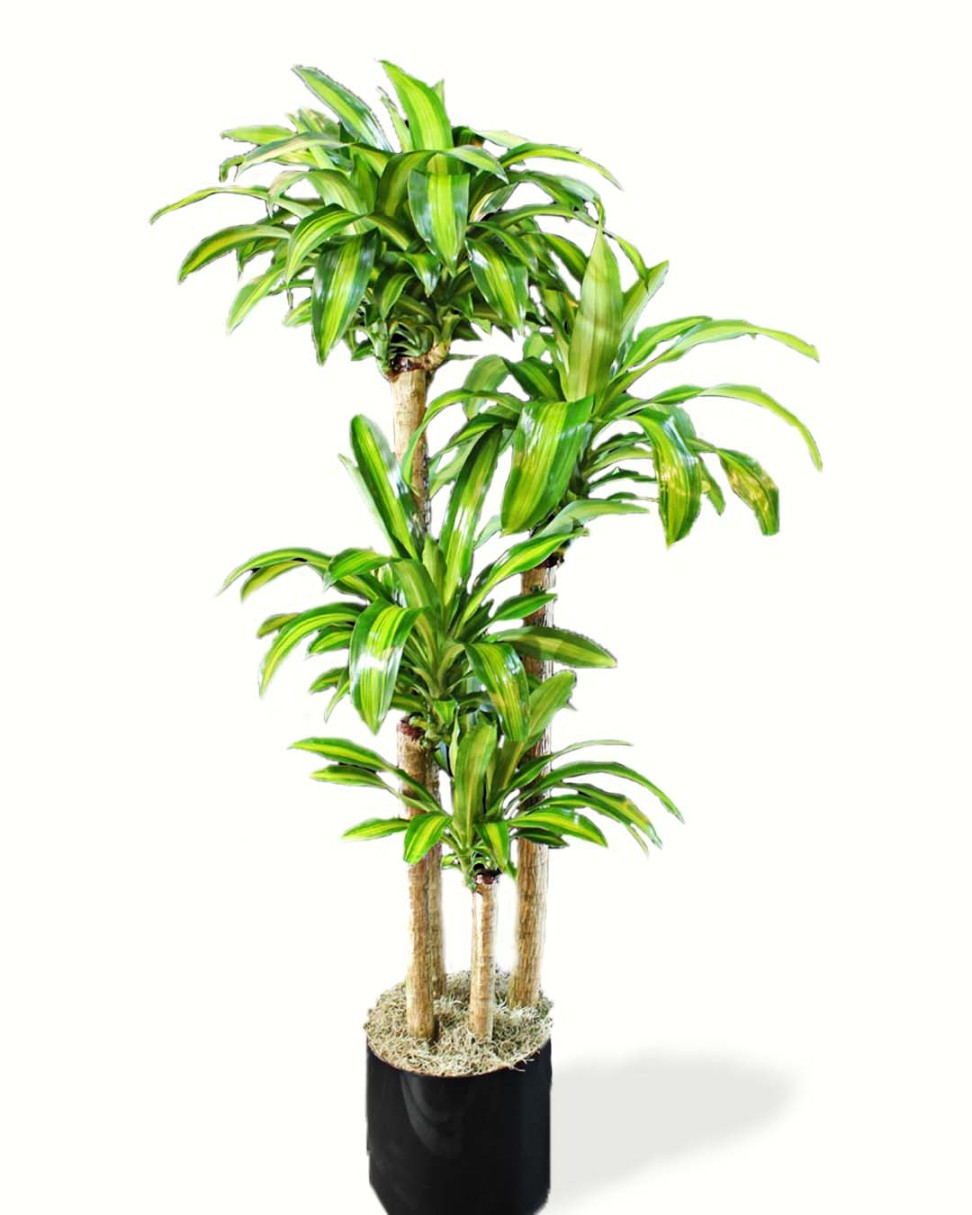 Cornstalk Plant: A Tropical Beauty