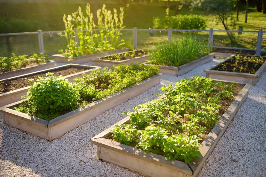 Easy Raised Garden Bed: A Beginner’s Guide
